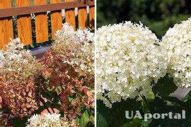 Садоводы объяснили, как можно вернуть засохшие гортензии к жизни