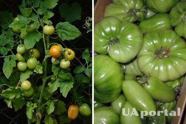 Як прискорити дозрівання помідорів