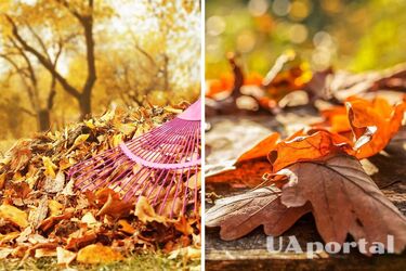 Gardeners answered what to do with fallen leaves in the garden