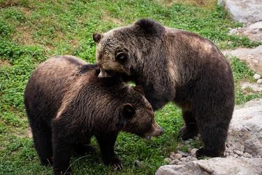 Редкая смертельная атака гризли на черного медведя попала на видео