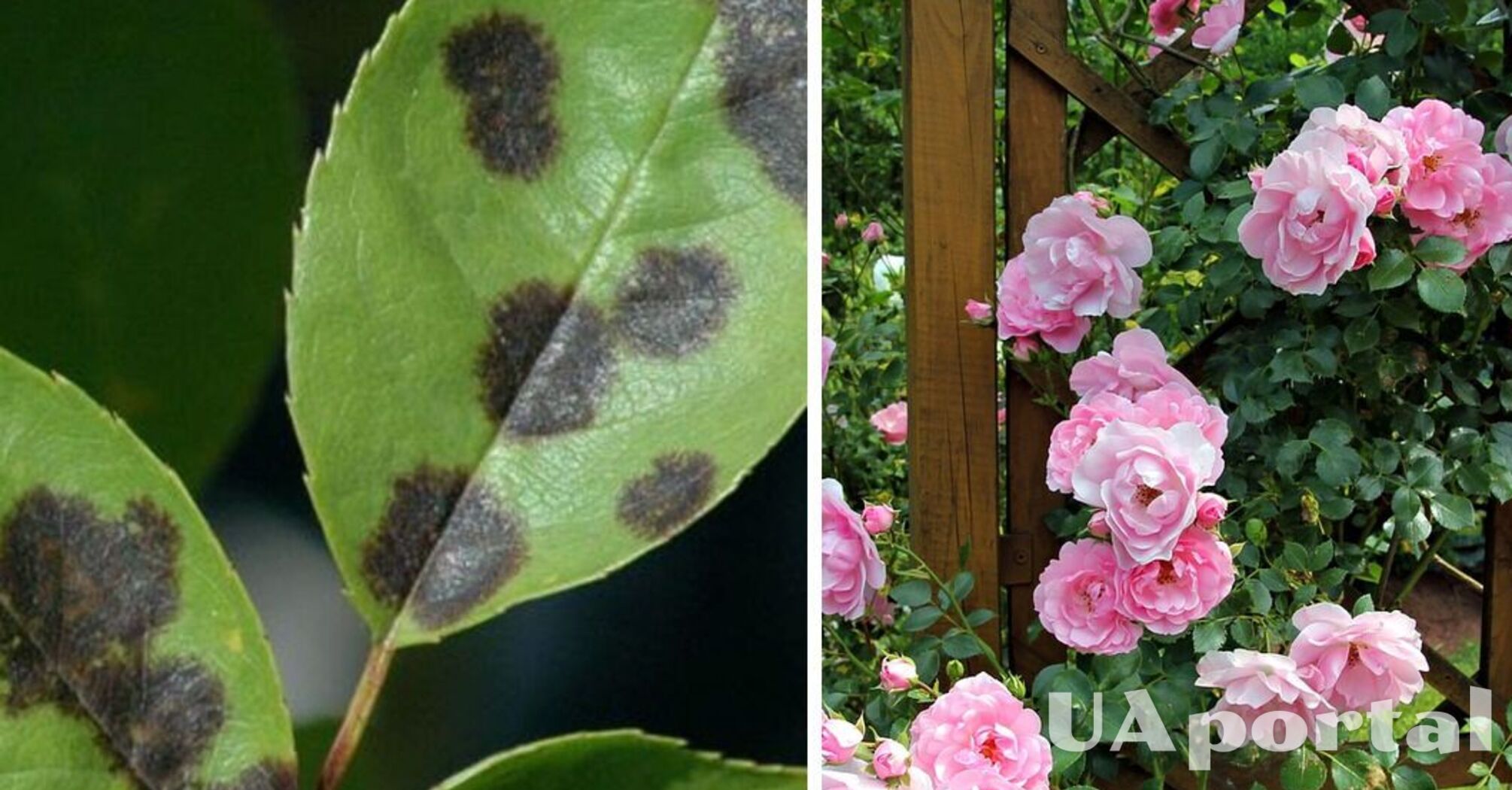 Flowers get infected quickly: gardeners explained how to protect roses from black spot