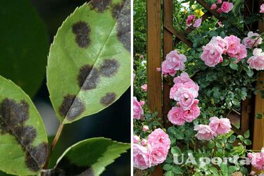 Цветы быстро заражаются: садоводы объяснили, как уберечь розы от черной пятнистости