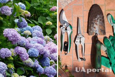 Експерти нагадали сорти гортензії, які не можна обрізати у вересні