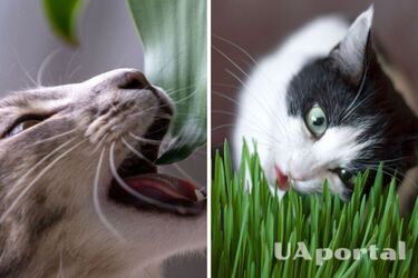 Що робити, щоб свійські тварини не гризли кімнатні рослини