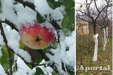 How to prepare apple trees for winter to get a good harvest next year