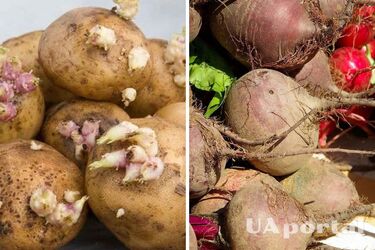Як зберігати буряки та картопля разом, щоб вони довго не псувалися