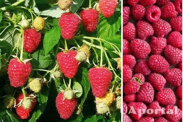 Чим підживити малину восени, аби отримати великий врожай влітку