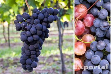 Why you need to feed grapes in autumn and how to do it: tips