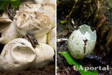 Двоголова змія вилупилася у зоомагазині в Британії (відео)