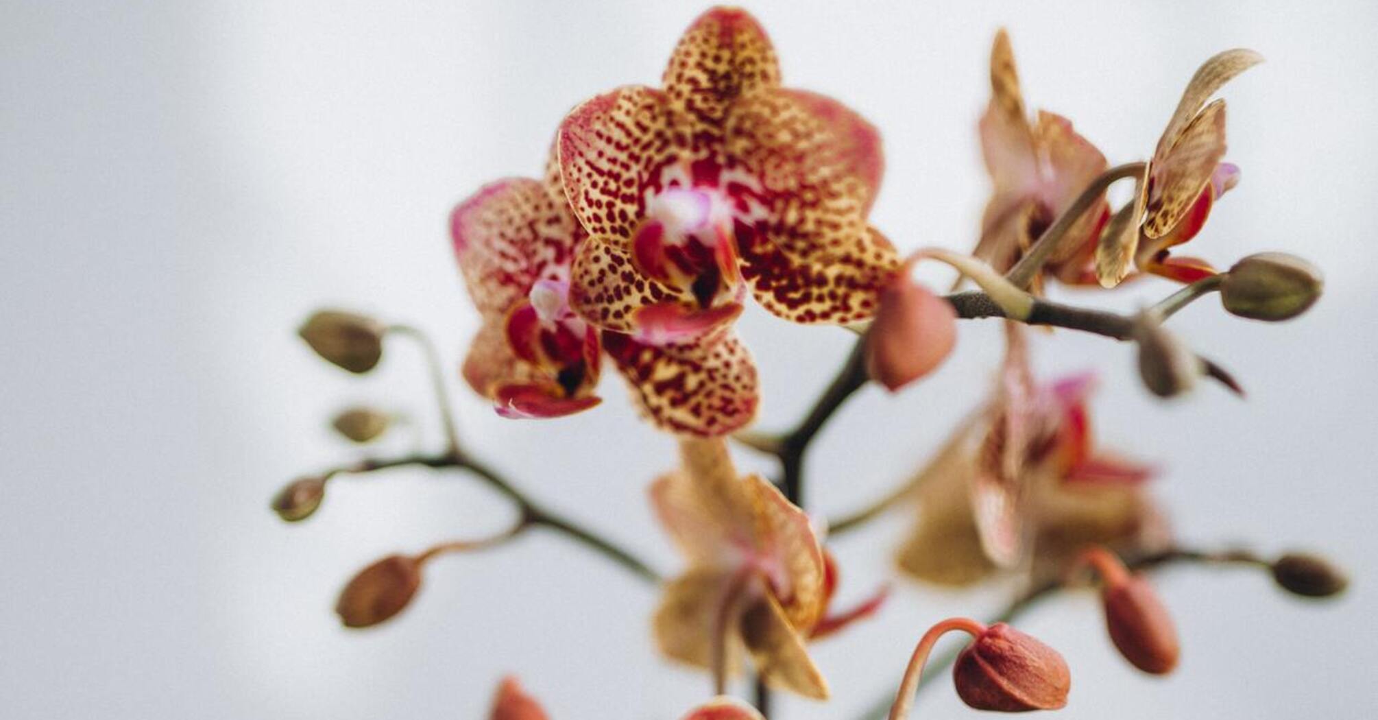 Яку енергію може принести орхідея в будинок: позитивні і негативні прикмети