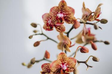 Яку енергію може принести орхідея в будинок: позитивні і негативні прикмети