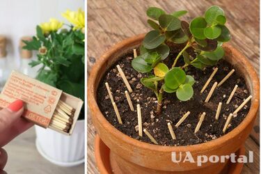 Как защитить комнатные растения в горшках от паразитов