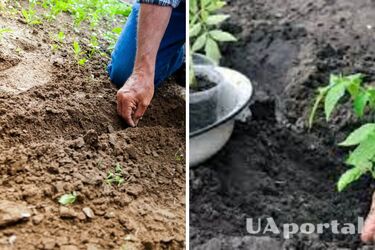 Что нужно посеять после сбора томатов, чтобы почва была здоровой