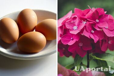 'Кухонный мусор' быстро окрасит гортензию в яркий розовый цвет: советы садоводов