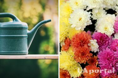 Садоводы объяснили, как нужно ухаживать за хризантемами, чтобы они цвели всю осень