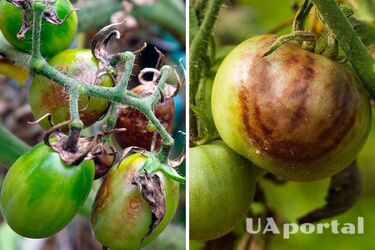 How to protect tomato crops from late blight in September