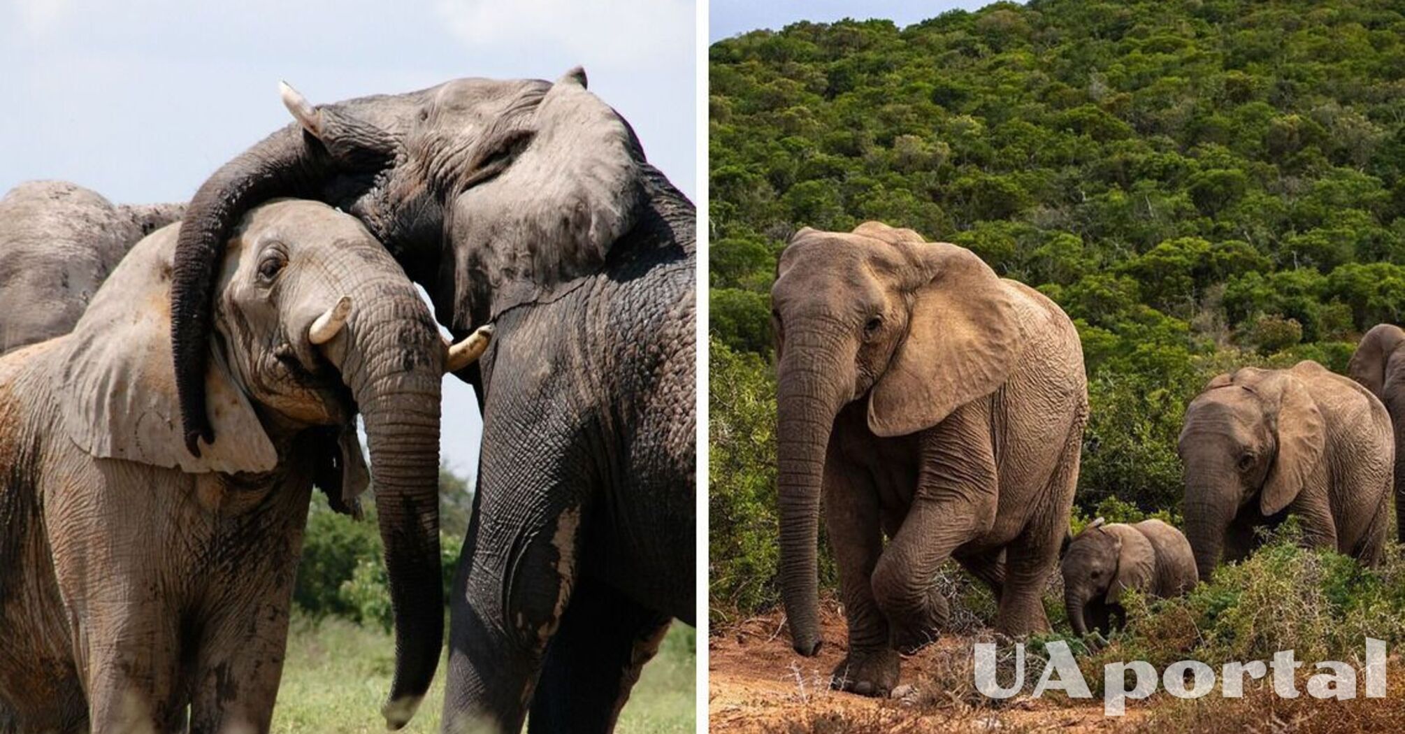 Слоны дают друг другу имена