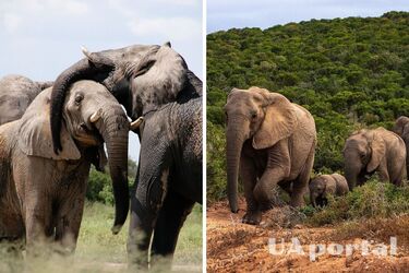 Слоны дают друг другу имена