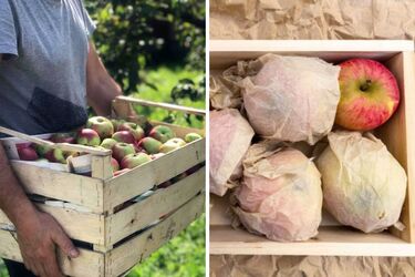 Как хранить яблоки, чтобы они дольше не портились