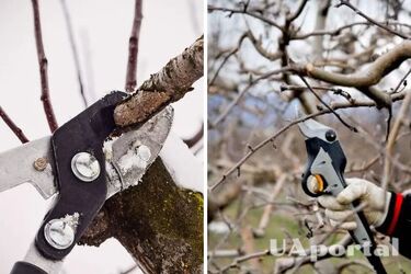 Специалисты объяснили, что обязательно нужно сделать в саду в январе