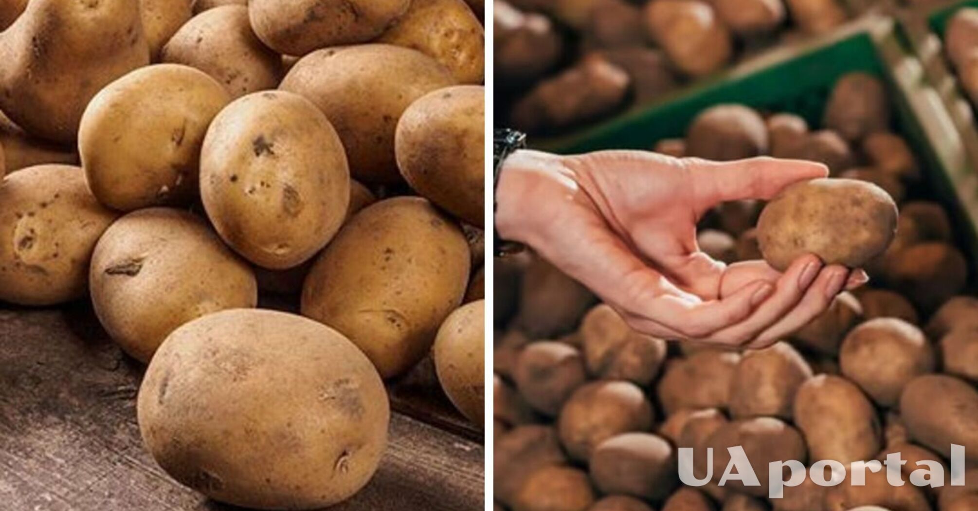 В Украине выросла цена на картофель