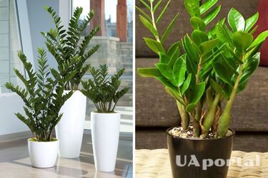 У яких горщиках доларові дерева ростуть краще