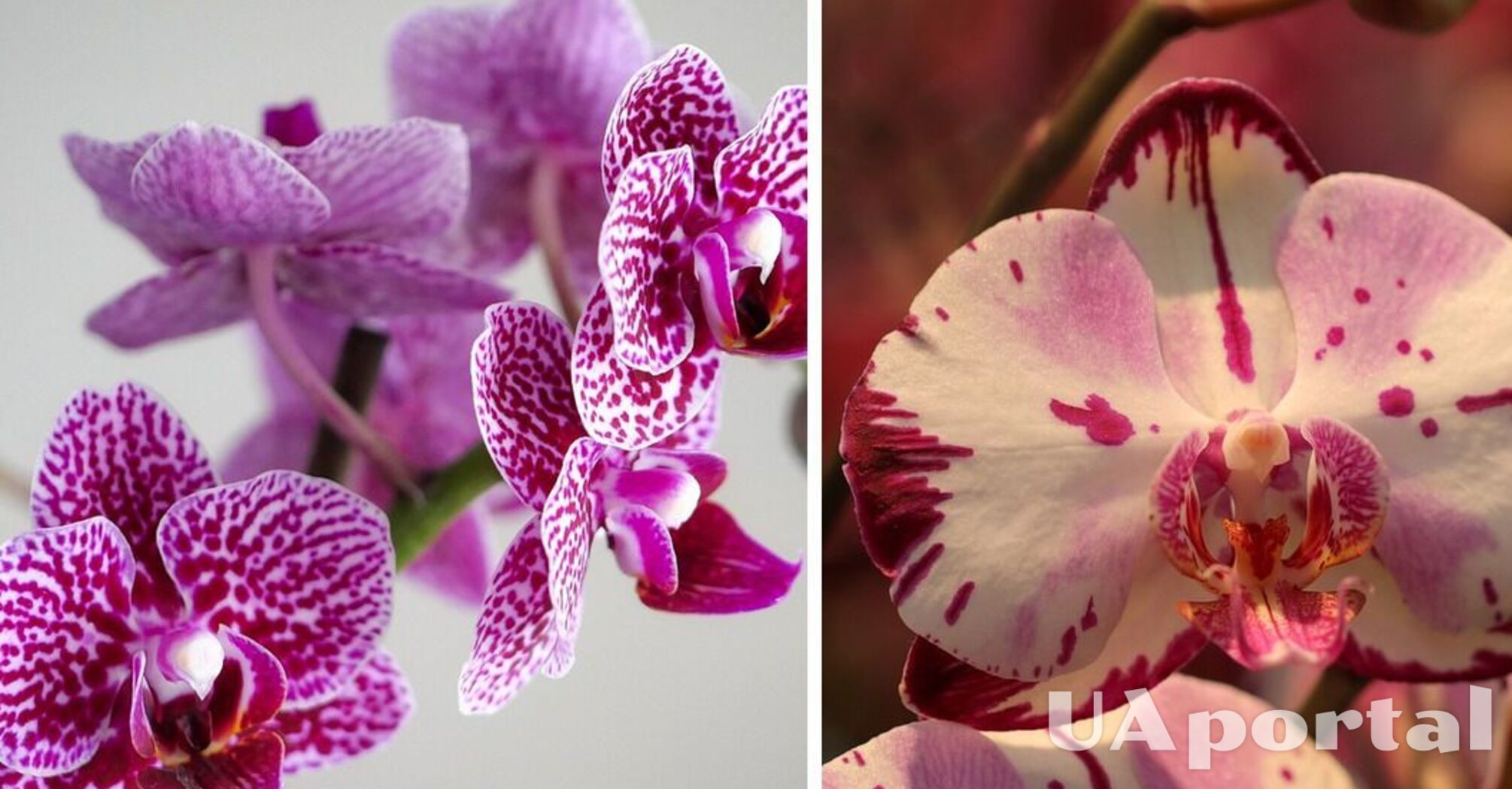 Експерти назвали чотири способи, як спонукати орхідею повторно розквітнути