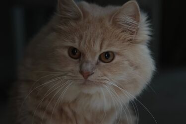 What are the myths about cats? Folk signs