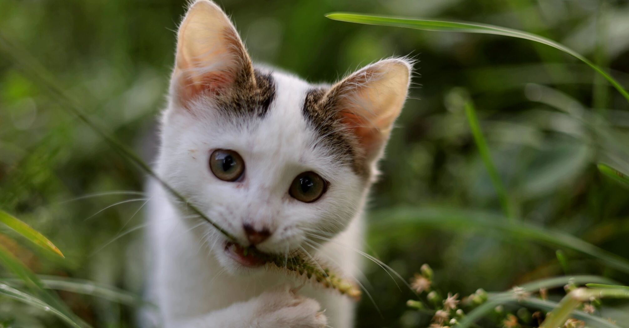Действительно ли коты ненавидят людей: что говорят ученые