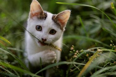Do cats really hate people: what scientists say