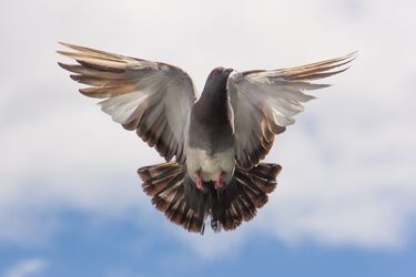 What it means when a pigeon visits your house: Folk superstitions