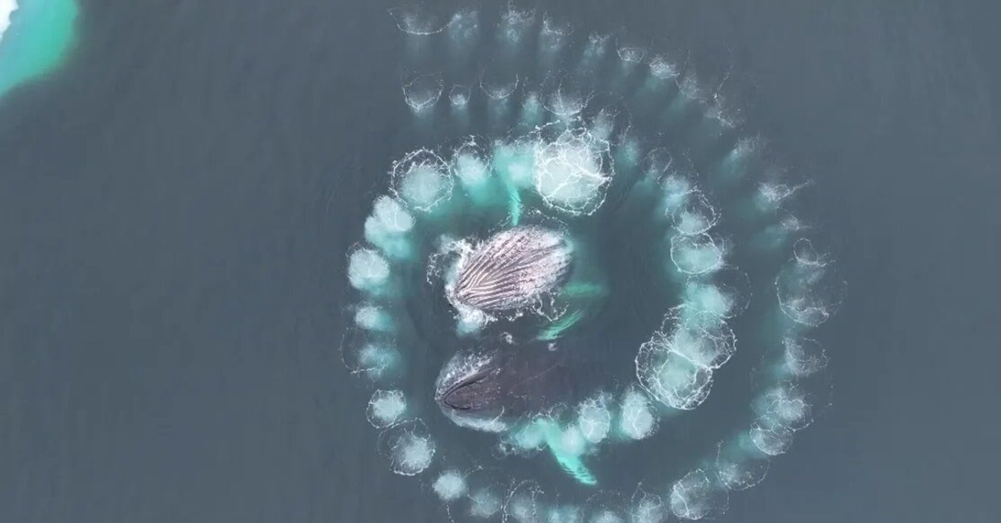 Горбаті кити створили спіраль Фібоначчі: неймовірні кадри з дрона