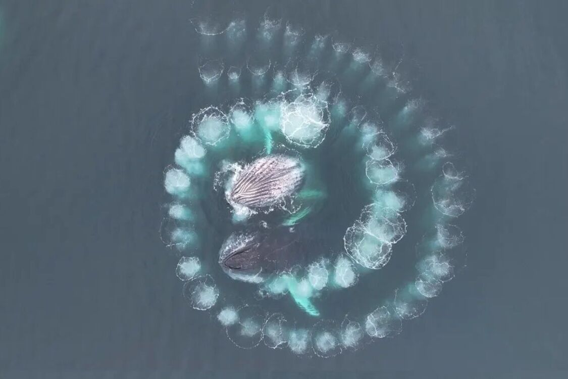 Humpback whales created a Fibonacci spiral: incredible drone footage