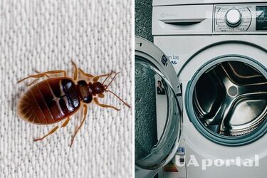 Експерти назвали найкращий спосіб позбутися постільних клопів