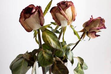 What not to keep at home to avoid poverty: Folk superstitions