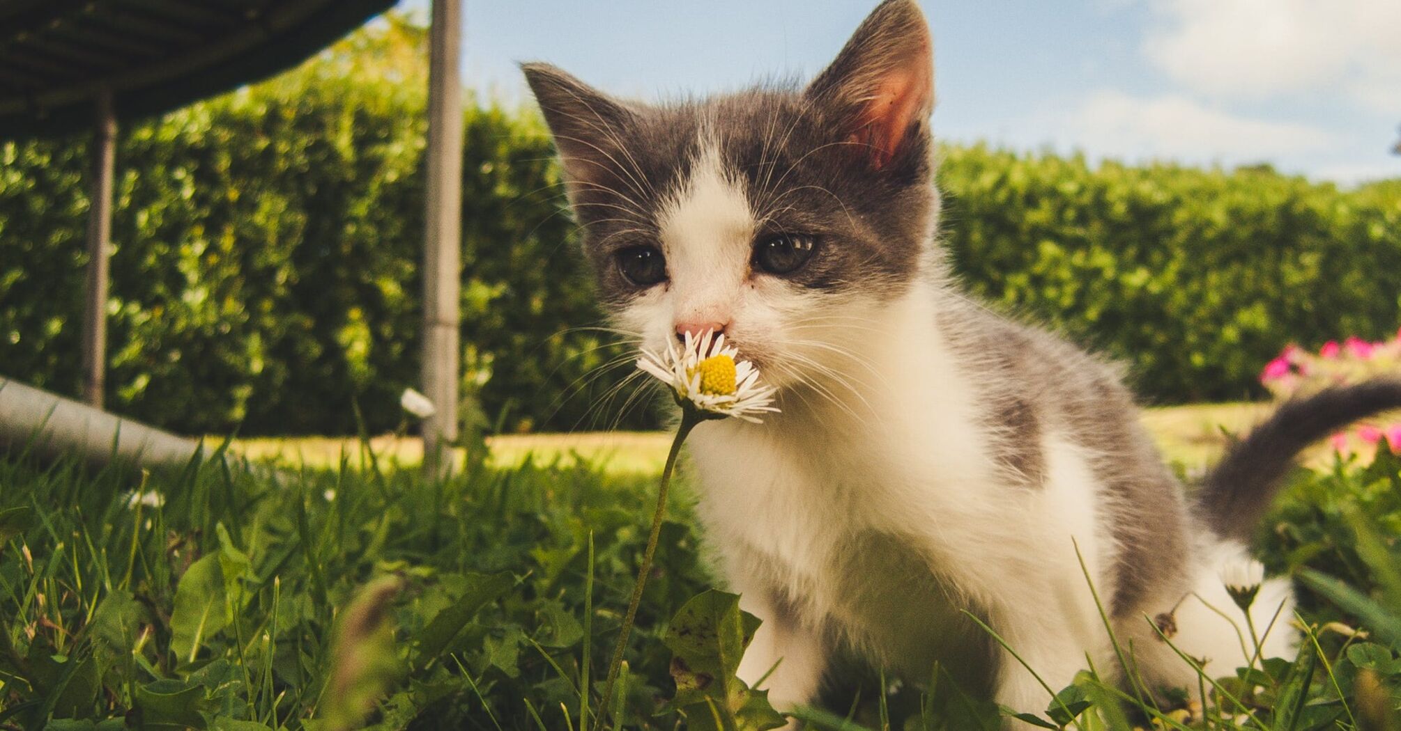 How to make fast friends with a cat