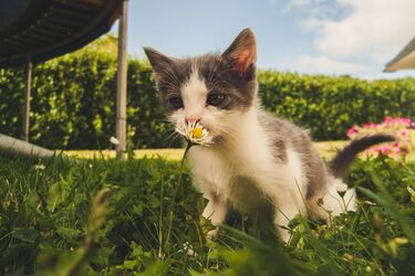 How to make fast friends with a cat