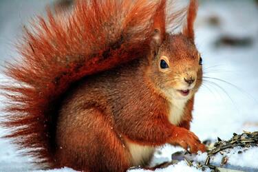 What does it mean if a squirrel crosses the road: Folk superstitions
