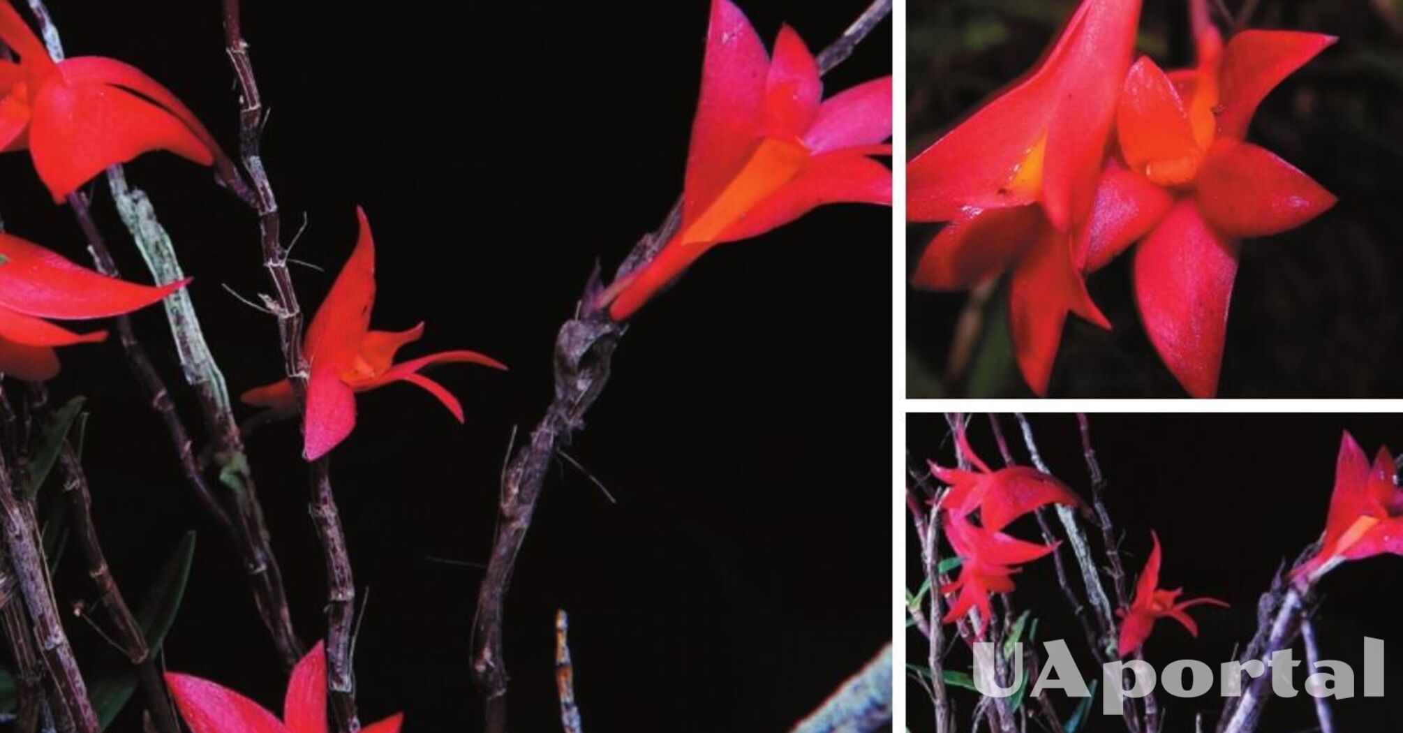 Исследователи обнаружили сразу два новых вида орхидей: на них 'охотились' почти 100 лет (фото)