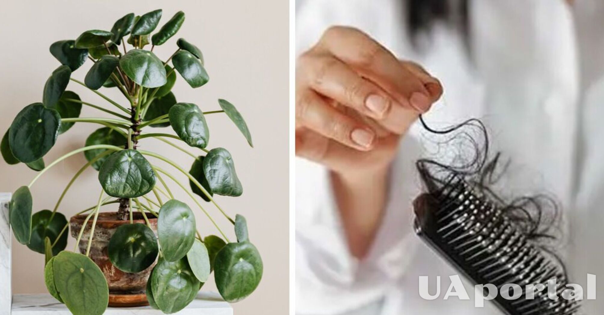 Free fertilizer for nourishing indoor plants: collect hair and pet fur