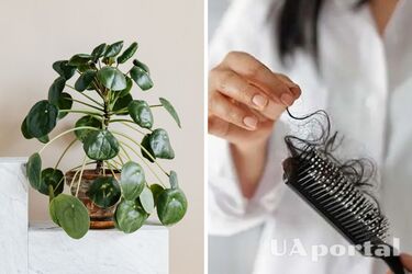 Free fertilizer for nourishing indoor plants: collect hair and pet fur