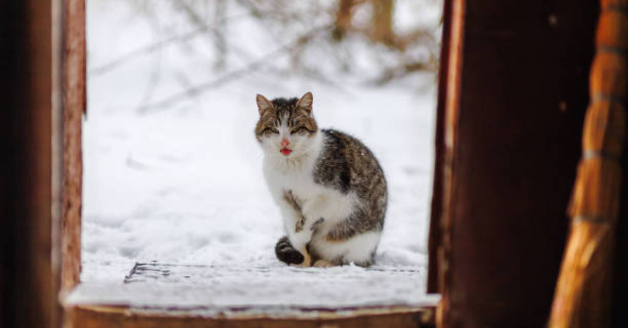 Чому коти часто сидять біля вхідних дверей: Народні прикмети