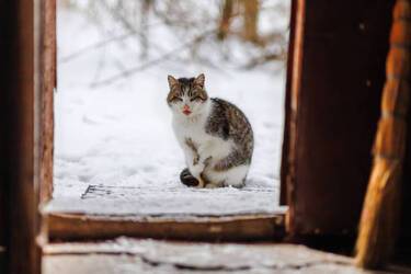 Why do cats often sit near the entrance doors: Folk omens