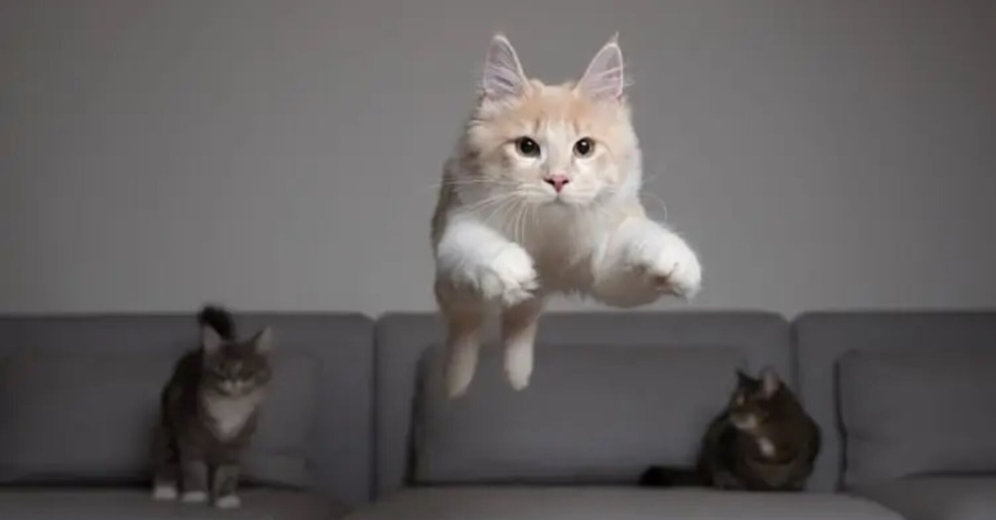 Правда ли, что коты всегда приземляются на лапы: научное обоснование