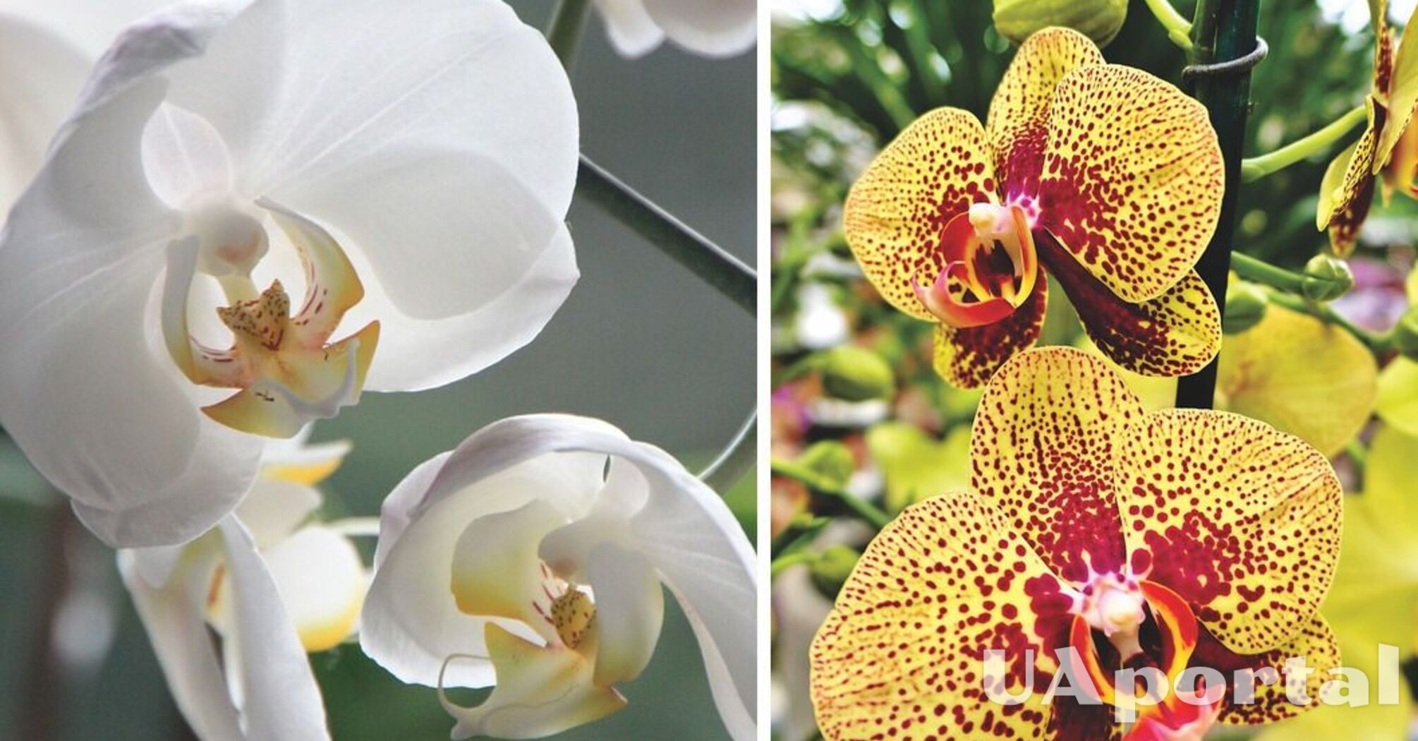 Орхідея може цвісти безперервно до двох років: Садівник поділився секретом