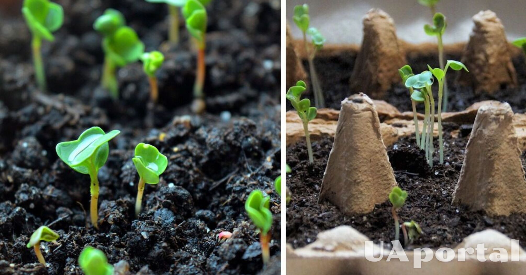 Summer house residents named four vegetables that should be planted before the end of January