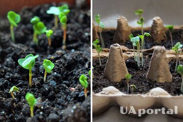 Дачники назвали чотири рослини, розсадою яких варто зайнятися до кінця січня