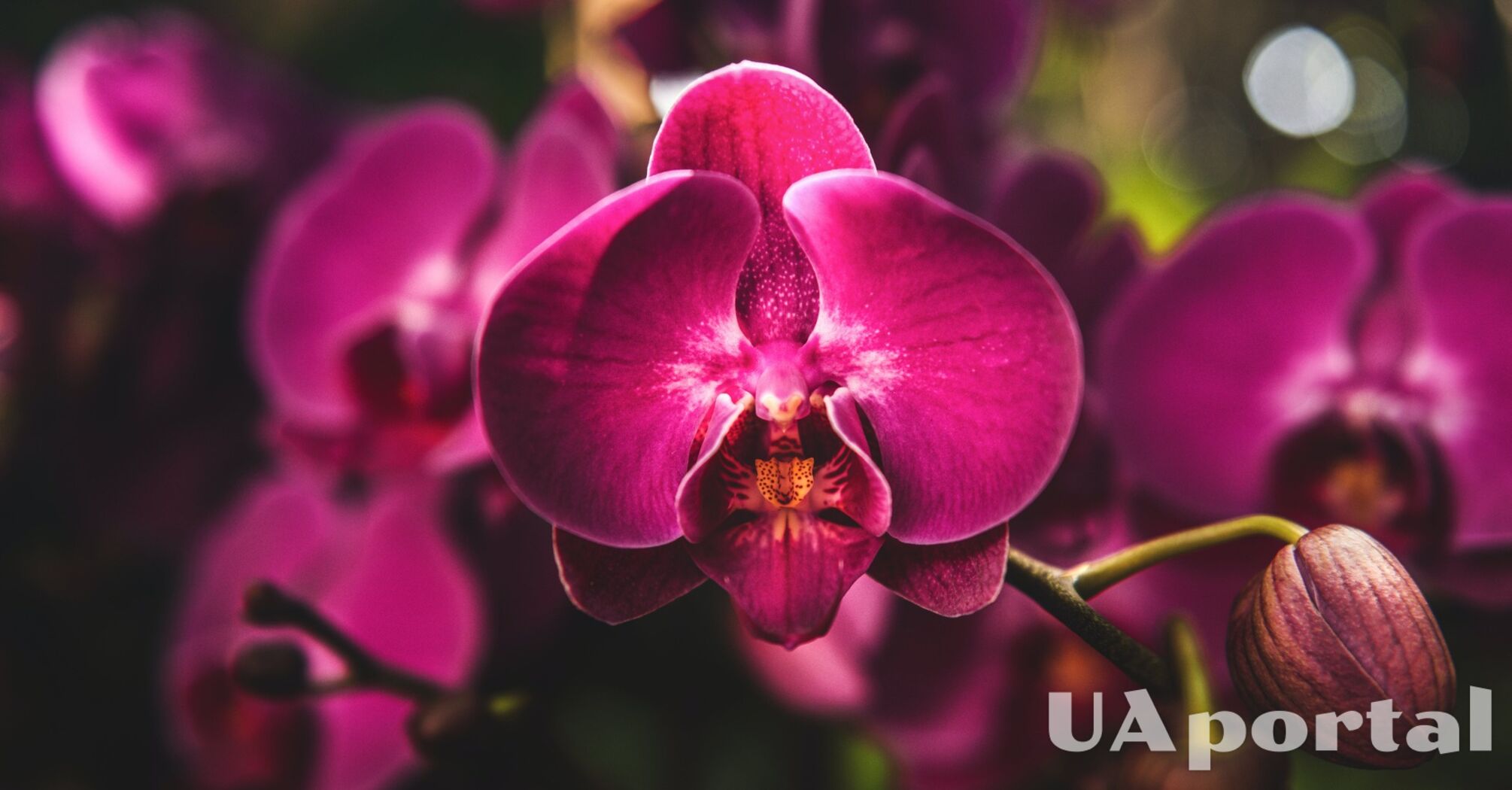 Ваші орхідеї квітнутимуть довго: експерт поділився хитрощами з догляду