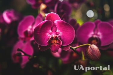 Ваші орхідеї квітнутимуть довго: експерт поділився хитрощами з догляду