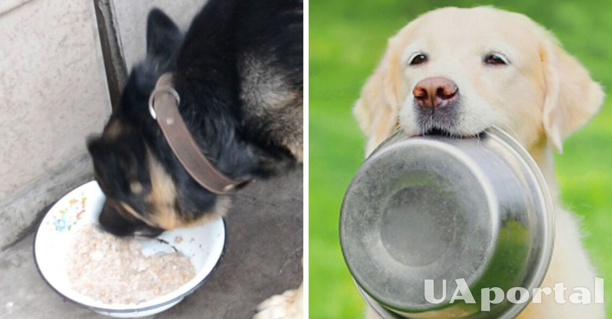 What kind of porridge can you feed a dog